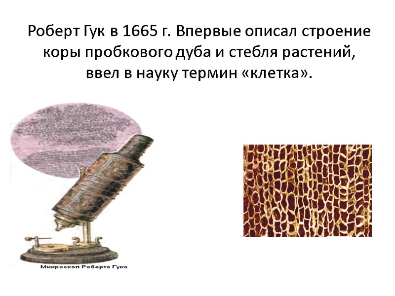 Роберт Гук в 1665 г. Впервые описал строение коры пробкового дуба и стебля растений,